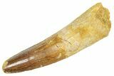 Fossil Spinosaurus Tooth - Real Dinosaur Tooth #363069-1
